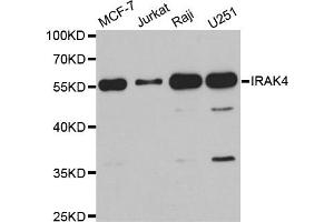 Western Blotting (WB) image for anti-Interleukin-1 Receptor-Associated Kinase 4 (IRAK4) antibody (ABIN1882335)