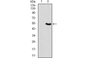 Western Blotting (WB) image for anti-Vav 1 Oncogene (VAV1) (AA 121-324) antibody (ABIN1845807) (VAV1 antibody  (AA 121-324))