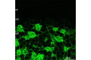 Indirect immunostaining of PFA fixed mouse cerebellum sections (dilution 1 : 500). (GABRA6 antibody  (AA 20-30))