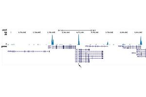 ChIP DNA-Sequencing (ChIP-seq) image for anti-Core-Binding Factor, beta Subunit (CBFB) (Internal Region) antibody (ABIN6655308)