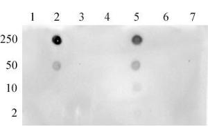 Histone H3K4ac antibody (pAb) tested by dot blot. (Histone 3 antibody  (acLys4))