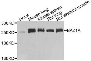 Western blot analysis of extracts of various cell lines, using BAZ1A antibody. (BAZ1A antibody  (AA 1347-1556))