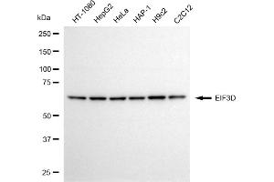 anti-Eukaryotic Translation Initiation Factor 3, Subunit D (EIF3D) antibody