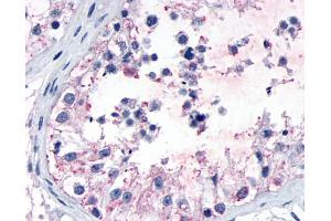 Anti-GPR149 antibody IHC of human testis, seminiferous epithelium. (GPR149 antibody  (N-Term))