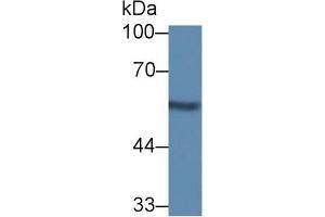 Western Blot; Sample: Rat Kidney lysate; Primary Ab: 1µg/ml Rabbit Anti-Mouse NUCB1 Antibody Second Ab: 0. (Nucleobindin 1 antibody  (AA 26-413))