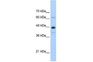 NXF1 antibody used at 0. (NXF1 antibody  (N-Term))