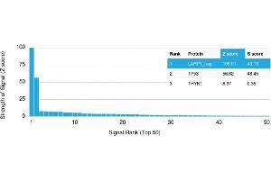 Analysis of Protein Array containing more than 19,000 full-length human proteins using p53 Mouse Monoclonal Antibody (PAb240). (p53 antibody  (AA 14-389))