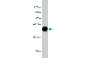 PAX2A antibody  (AA 194-303)