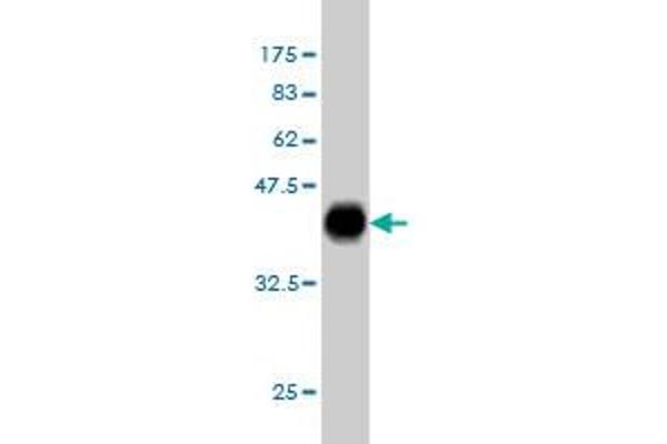 PAX2A antibody  (AA 194-303)