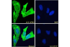 ABIN2630015-P1 Immunofluorescence analysis of paraformaldehyde fixed HeLa cells, permeabilized with 0. (AIF antibody  (C-Term))