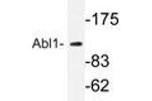 Western blot analyzes of Abl1 antibody in extracts from K562 cells. (ABL1 antibody)