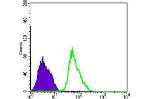 Flow cytometric analysis of PC-2 cells using PRKAA1 mouse mAb (green) and negative control (purple). (PRKAA1 antibody)