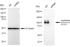 Western blotting analysis using Amyloid beta precursor like protein 2 antibody (ABIN7797595).