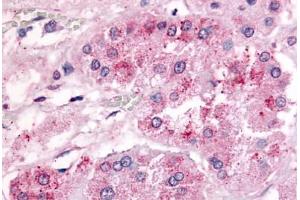 Human Adrenal (formalin-fixed, paraffin-embedded) stained with GPR182 antibody ABIN213454 at 20-40 ug/ml followed by biotinylated goat anti-rabbit IgG secondary antibody ABIN481713, alkaline phosphatase-streptavidin and chromogen. (G Protein-Coupled Receptor 182 antibody  (Extracellular Domain))