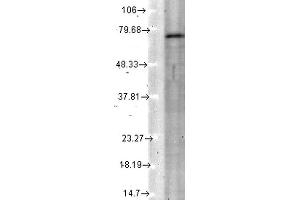 Western Blot analysis of Rat tissue lysate showing detection of KCNQ4 protein using Mouse Anti-KCNQ4 Monoclonal Antibody, Clone S43-6 .