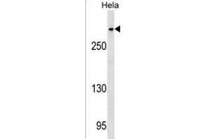 CENPE Antibody (C-term) (ABIN1536958 and ABIN2849491) western blot analysis in Hela cell line lysates (35 μg/lane). (CENPE antibody  (C-Term))
