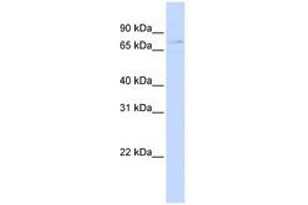 ZBTB3 antibody  (C-Term)