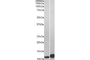 Western Blotting (WB) image for Macrophage Migration Inhibitory Factor (Glycosylation-Inhibiting Factor) (MIF) peptide (ABIN369440)