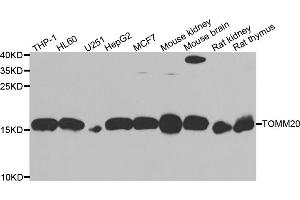 Western blot analysis of extracts of various cell lines, using TOMM20 antibody (ABIN5974102) at 1/1000 dilution. (TOMM20 antibody)