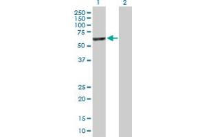 Western Blot analysis of SLTM expression in transfected 293T cell line by SLTM MaxPab polyclonal antibody.
