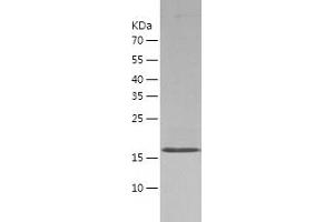 Western Blotting (WB) image for Peptidoglycan Recognition Protein 1 (PGLYRP1) (AA 22-196) protein (His-IF2DI Tag) (ABIN7124334) (PGLYRP1 Protein (AA 22-196) (His-IF2DI Tag))