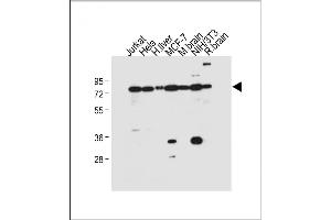 Western Blotting (WB) image for anti-Nuclear Receptor Subfamily 4, Group A, Member 1 (NR4A1) (AA 329-358) antibody (ABIN390253)