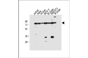 All lanes : Anti-NUR77 (NR4A1) Antibody  at 1:500 dilution Lane 1: Jurkat whole cell lysate Lane 2: Hela whole cell lysate Lane 3: Human liver tissue lysate Lane 4: MCF-7 whole cell lysate Lane 5: Mouse brain tissue lysate Lane 6: NIH/3T3 whole cell lysate Lane 7: Rat brain tissue lysate Lysates/proteins at 20 μg per lane. (NR4A1 antibody  (AA 329-358))