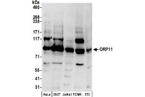 anti-Oxysterol Binding Protein-Like 11 (OSBPL11) (AA 1-50) antibody