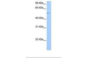 Image no. 1 for anti-G Protein-Coupled Receptor Kinase 4 (GRK4) (AA 243-292) antibody (ABIN6738852) (GRK4 antibody  (AA 243-292))