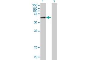 ZNF74 antibody  (AA 1-644)