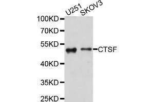 Western blot analysis of extracts of various cell lines, using CTSF antibody (ABIN5997538) at 1/1000 dilution.