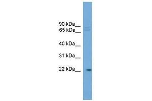 HOM-TES-103 antibody used at 0. (IFFO1 antibody  (C-Term))