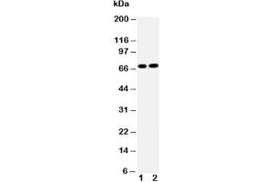 Western blot testing of Lamin B2 antibody and Lane 1:  HeLa;  2: U87 cell lysate