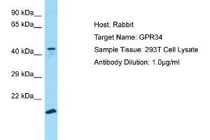 Western Blotting (WB) image for anti-G Protein-Coupled Receptor 34 (GPR34) (C-Term) antibody (ABIN2790184) (GPR34 antibody  (C-Term))