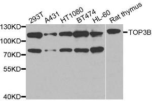 Western blot analysis of extracts of various cell lines, using TOP3B antibody (ABIN5974891) at 1/1000 dilution. (TOP3B antibody)