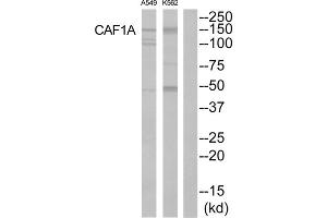 Western blot analysis of extracts from K562 cells and A549 cells, using CAF1A antibody. (CHAF1B antibody  (Internal Region))