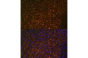 Immunofluorescence analysis of rat liver using UGT1 antibody (ABIN7271193) at dilution of 1:100. (UGT1A6 antibody  (AA 65-270))