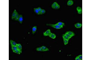 Immunofluorescent analysis of HepG2 cells using ABIN7165414 at dilution of 1:100 and Alexa Fluor 488-congugated AffiniPure Goat Anti-Rabbit IgG(H+L) (FAM151B antibody  (AA 1-276))