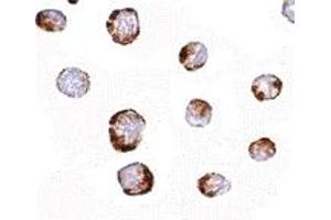 Immunohistochemistry (IHC) image for anti-Histidine Triad Nucleotide Binding Protein 1 (HINT1) (Middle Region) antibody (ABIN1030948) (HINT1 antibody  (Middle Region))