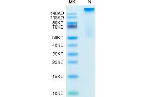 HLAG Protein (Tetramer) (HLA-G)