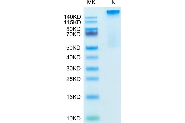 HLAG Protein (Tetramer) (HLA-G)