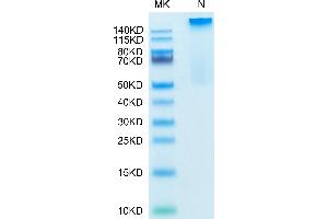 Human HLA-G Complex Tetramer on Tris-Bis PAGE under Non reducing (N) condition. (HLAG Protein (Tetramer) (HLA-G))