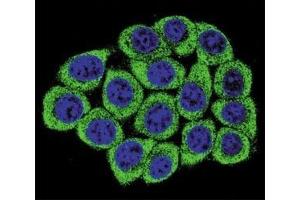 Immunofluorescence (IF) image for anti-Nucleolin (NCL) antibody (ABIN3032072)