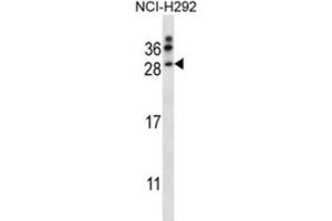Western Blotting (WB) image for anti-Neurturin (NRTN) antibody (ABIN2997703)
