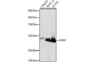 Western blot analysis of extracts of various cell lines, using PERP Rabbit mAb (ABIN7270861) at 1:1000 dilution. (PERP antibody)