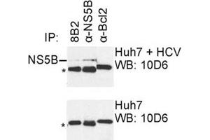 IP was carried out with NS5B specific mAb 8B2 using the lysates of Huh7 cells harboring selectable subgenomic HCV RNA replicon (upper panel) or plain Huh7 cells (lower panel). (HCV 1b NS5B antibody  (AA 1-14))