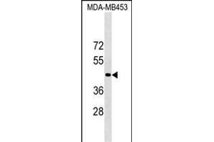 OR1N2 Antibody (N-term) (ABIN1538834 and ABIN2849220) western blot analysis in MDA-M cell line lysates (35 μg/lane). (OR1N2 antibody  (N-Term))