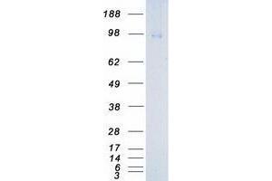 Validation with Western Blot (NTRK3 Protein (Transcript Variant 1) (Myc-DYKDDDDK Tag))