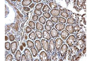 IHC-P Image CSN1 antibody [C3], C-term detects CSN1 protein at nucleus on mouse colon by immunohistochemical analysis.