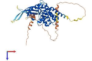 STK40 Protein (AA 1-435) (His tag)